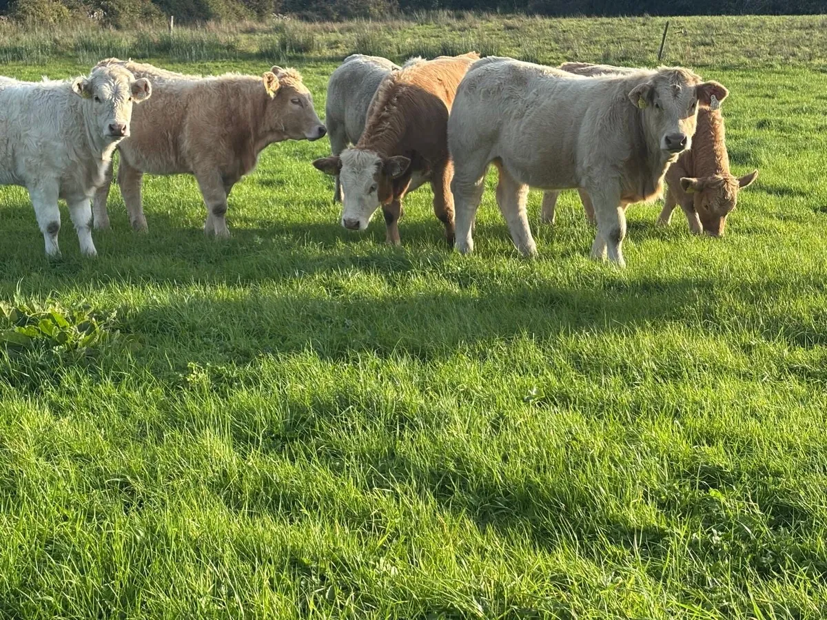 Weanling Heifers - Image 2