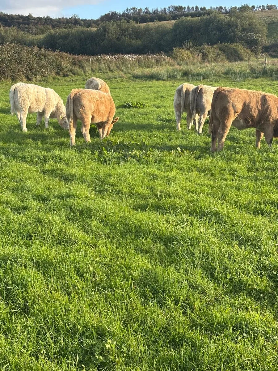 Weanling Heifers - Image 3