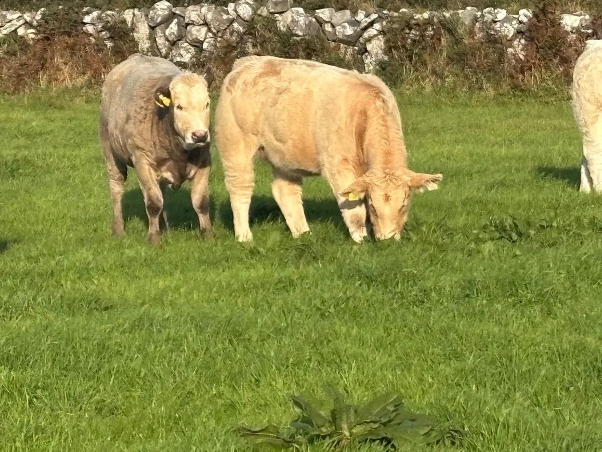 Weanling Heifers - Image 4