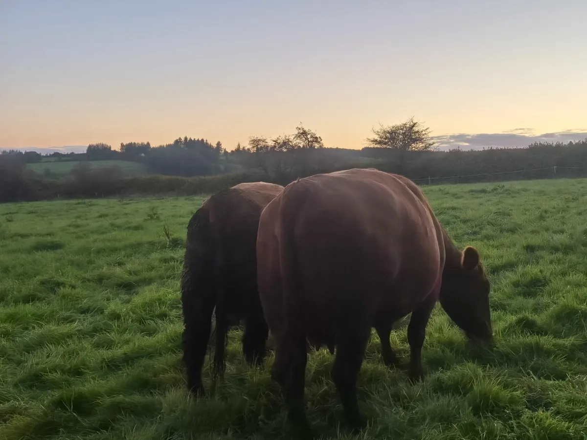 Clearance sale of pedigree angus - Image 2