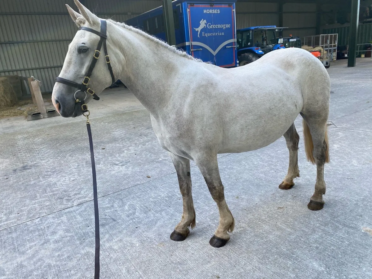 4 year old Irish Draught brood mare - Image 1