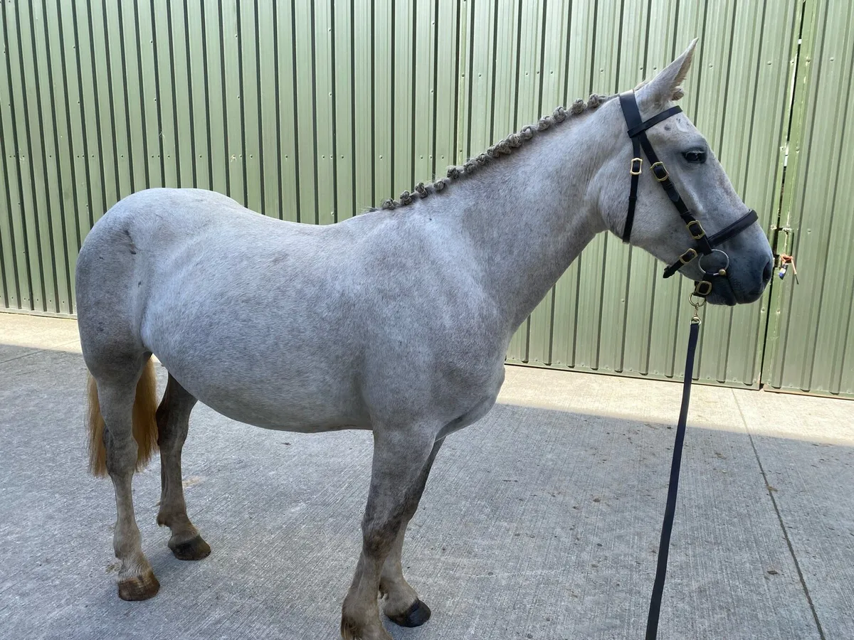 4 year old Irish Draught brood mare - Image 2