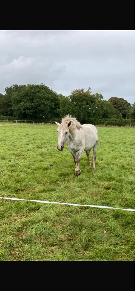 4 year old Irish Draught brood mare - Image 3