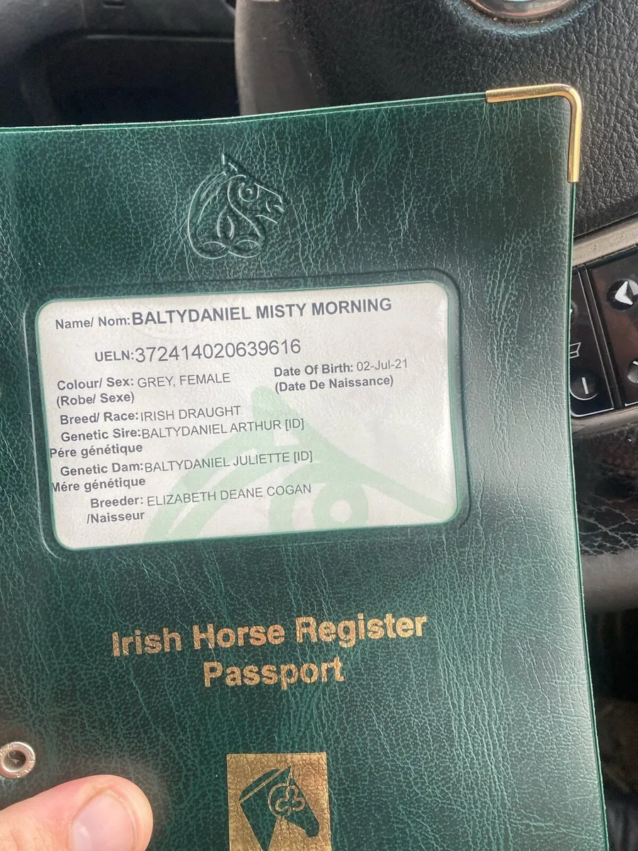 4 year old Irish Draught brood mare - Image 4