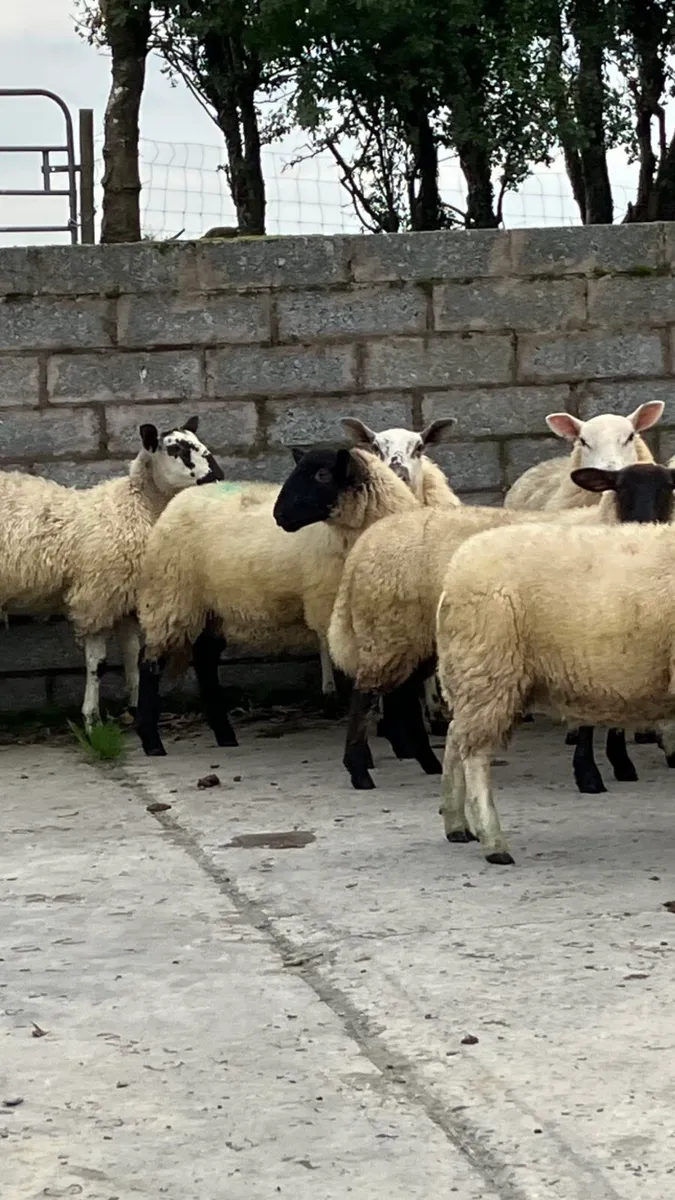 🌟 Ewe Lambs 🌟 - Image 3
