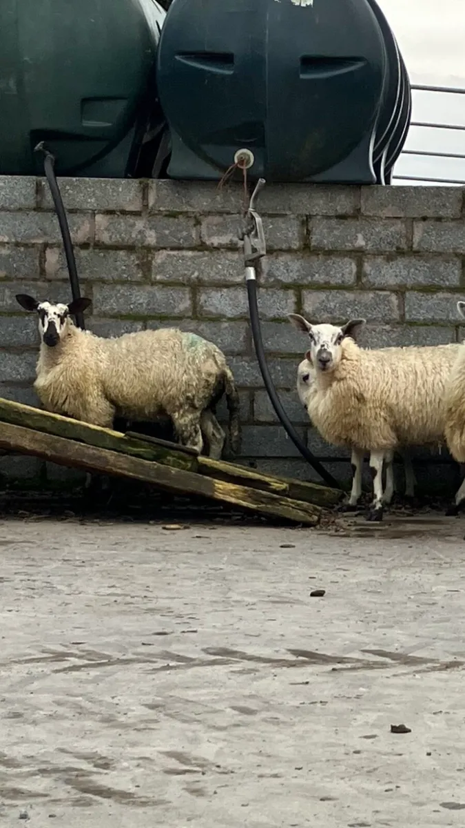 🌟 Ewe Lambs 🌟 - Image 2