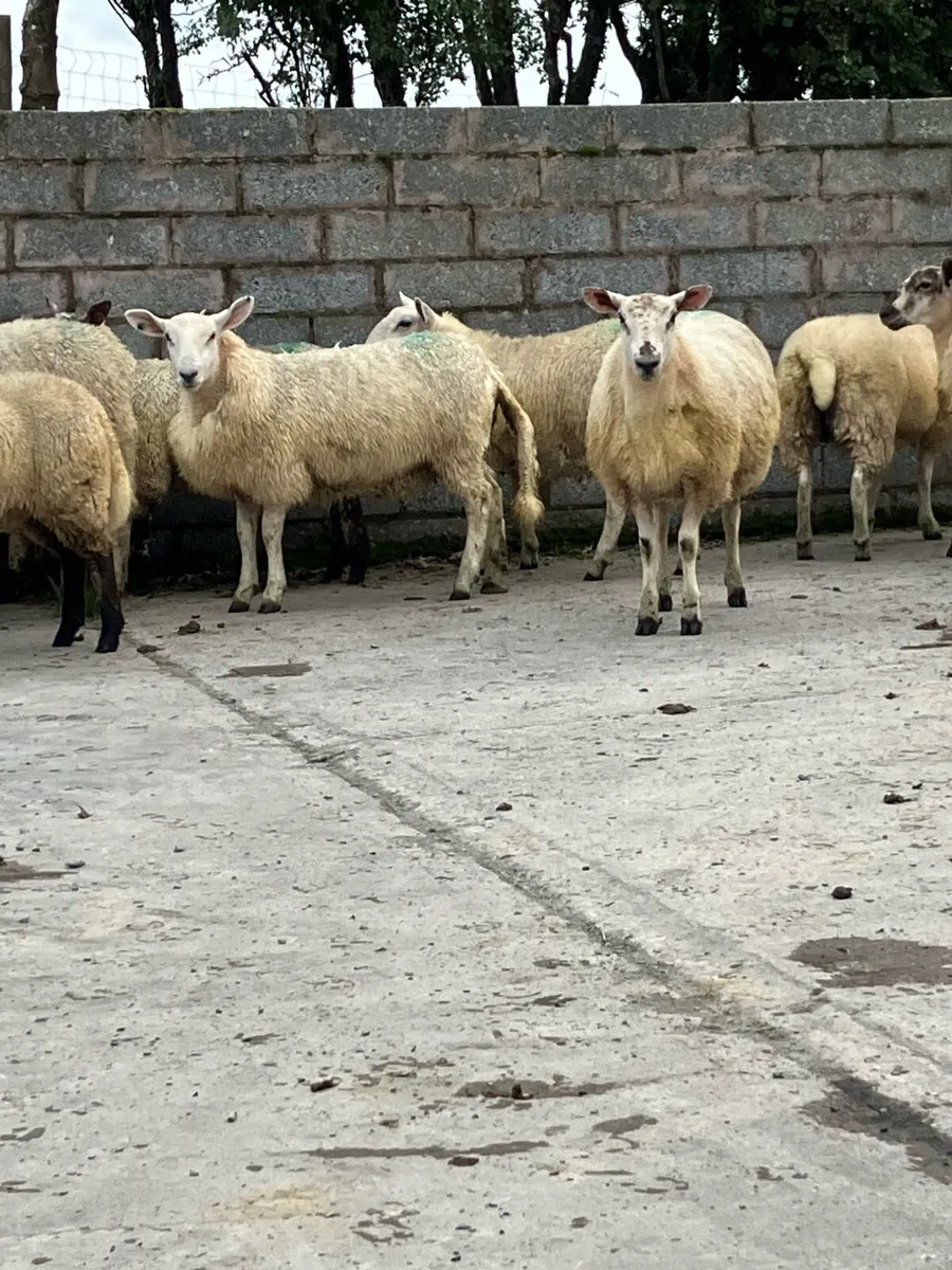 🌟 Ewe Lambs 🌟 - Image 4