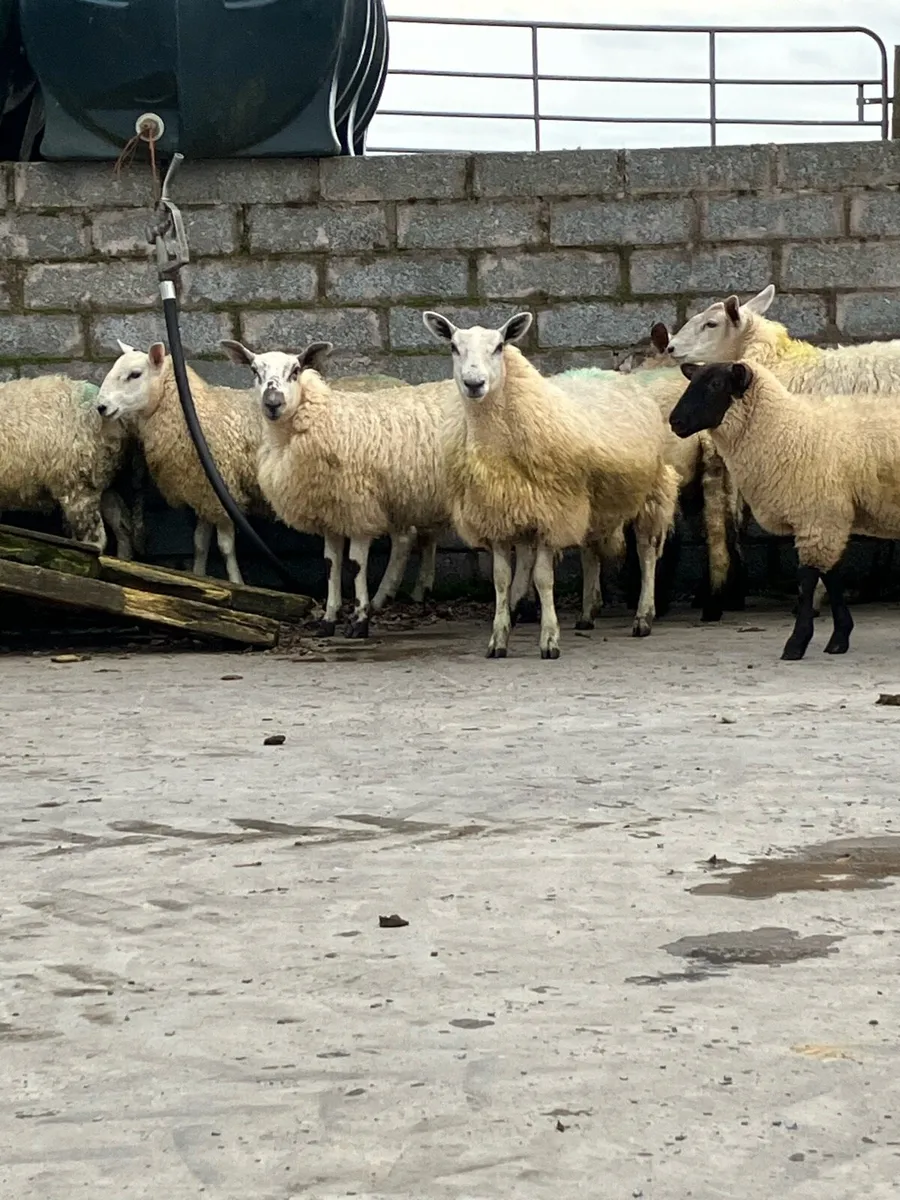 🌟 Ewe Lambs 🌟 - Image 1