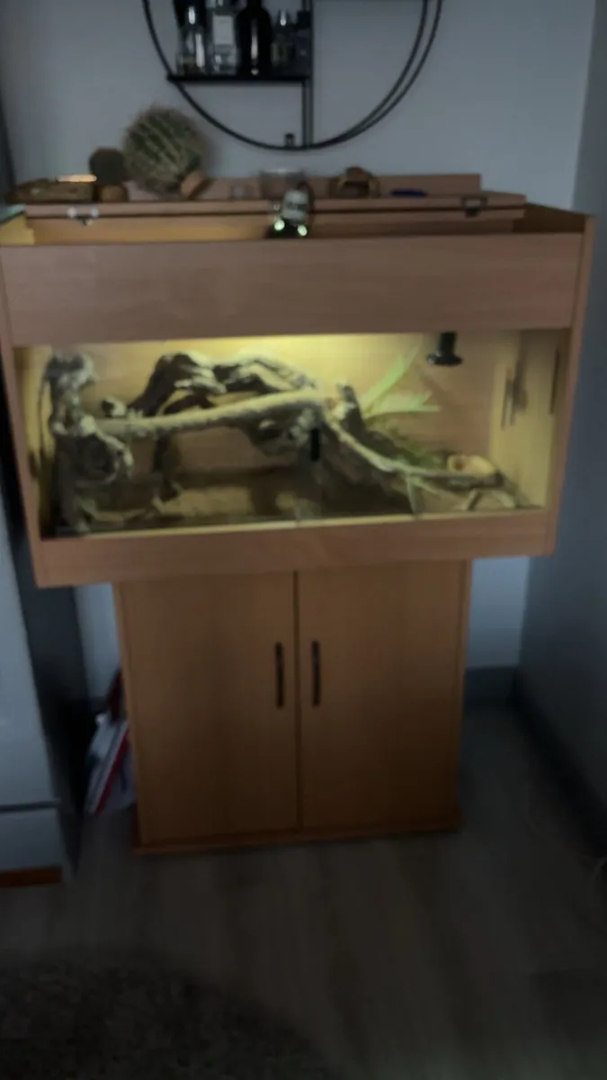 Bearded dragon and tank and accessories - Image 2