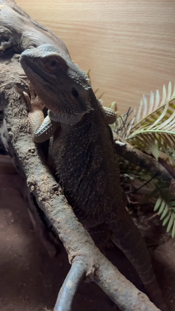 Bearded dragon and tank and accessories - Image 3
