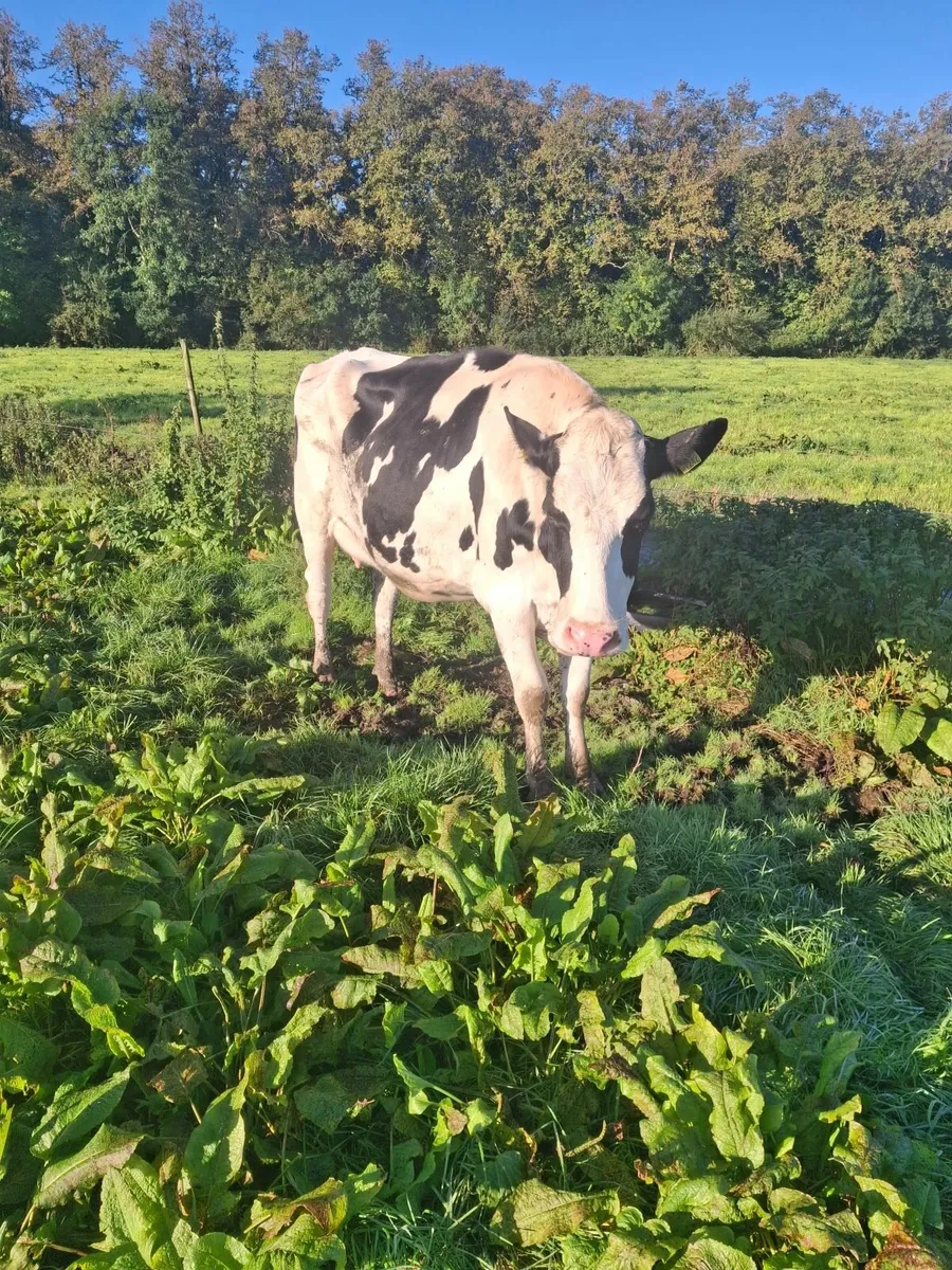 Dairy cows - Image 3