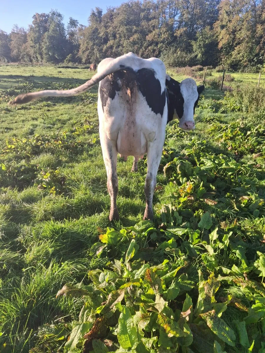 Dairy cows - Image 4