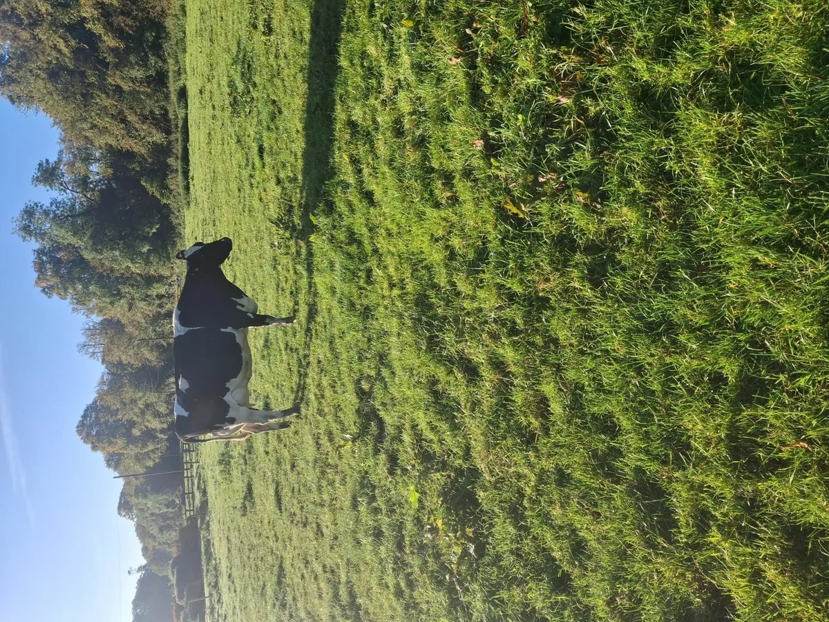 Dairy cows - Image 2
