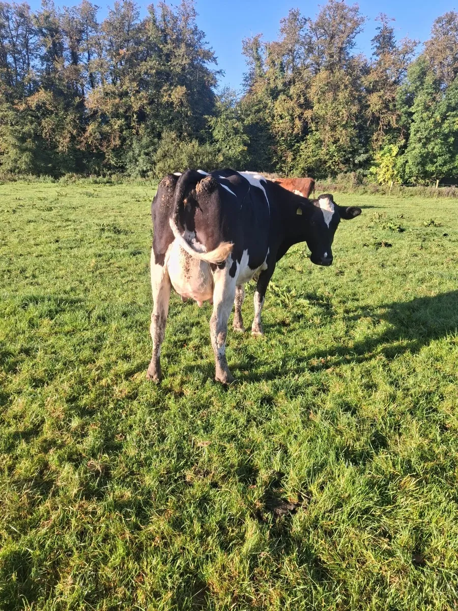 Dairy cows - Image 1