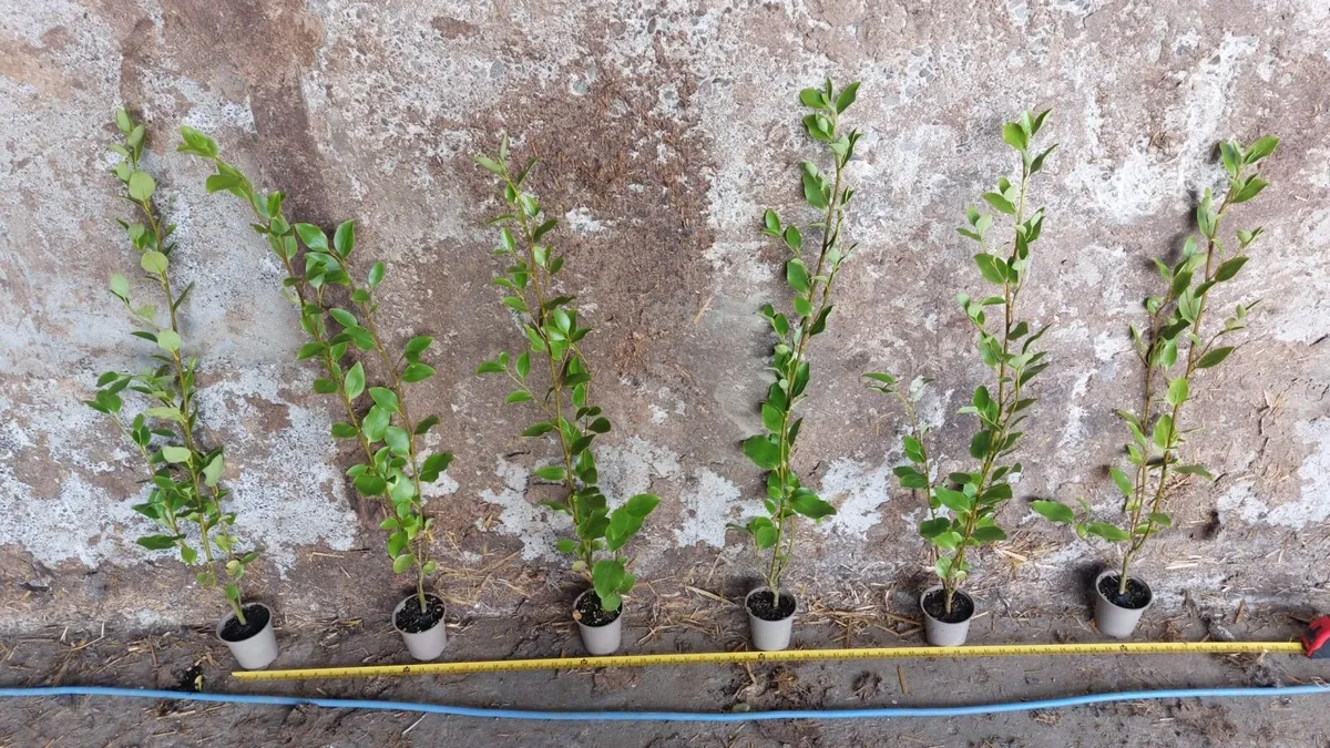 Griselinia hedging - Image 1