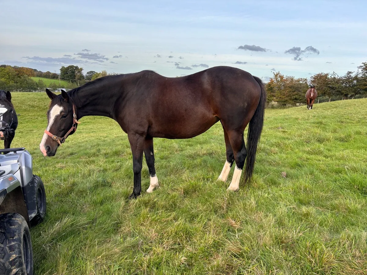 TB mare in foal to dun Connemara - Image 1