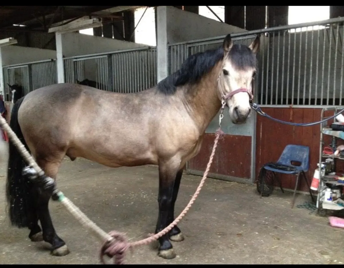 TB mare in foal to dun Connemara - Image 3