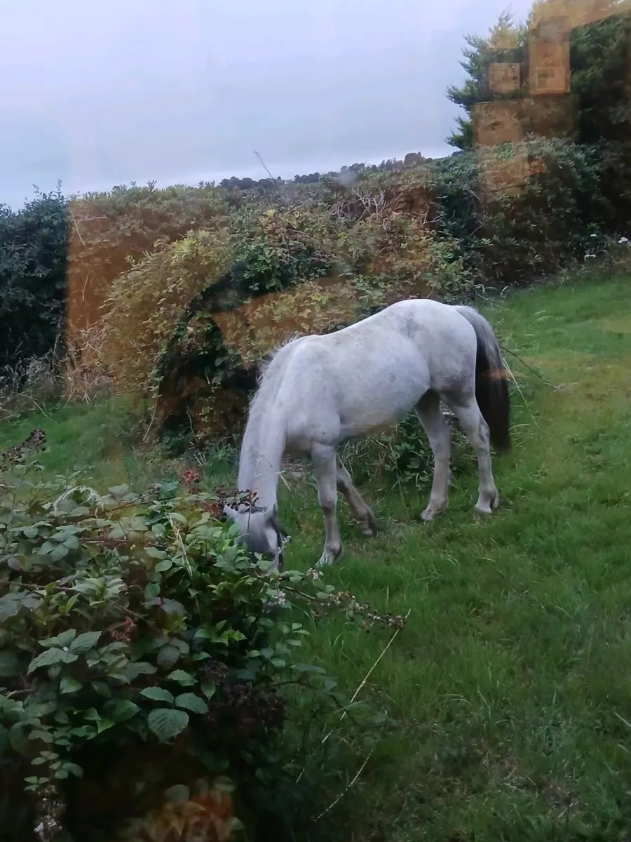 Pony - Image 1
