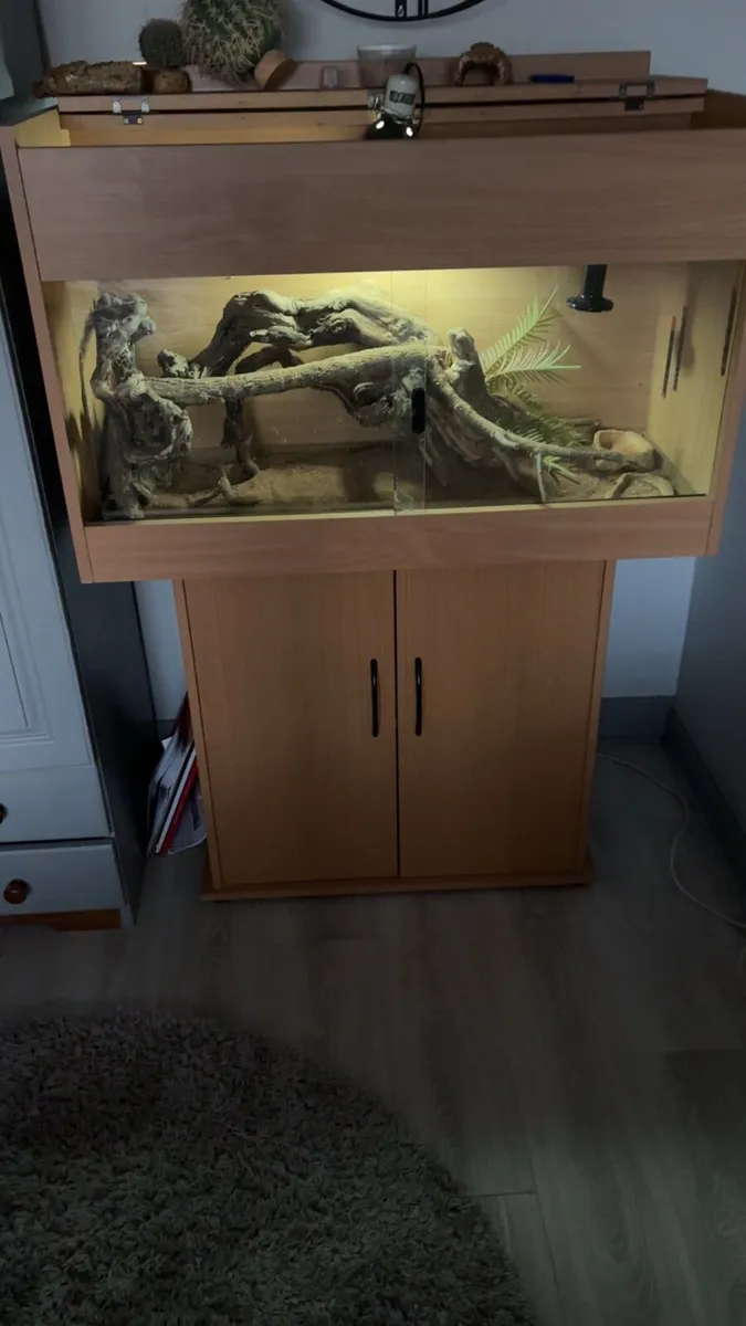 Bearded dragon and tank and accessories - Image 1