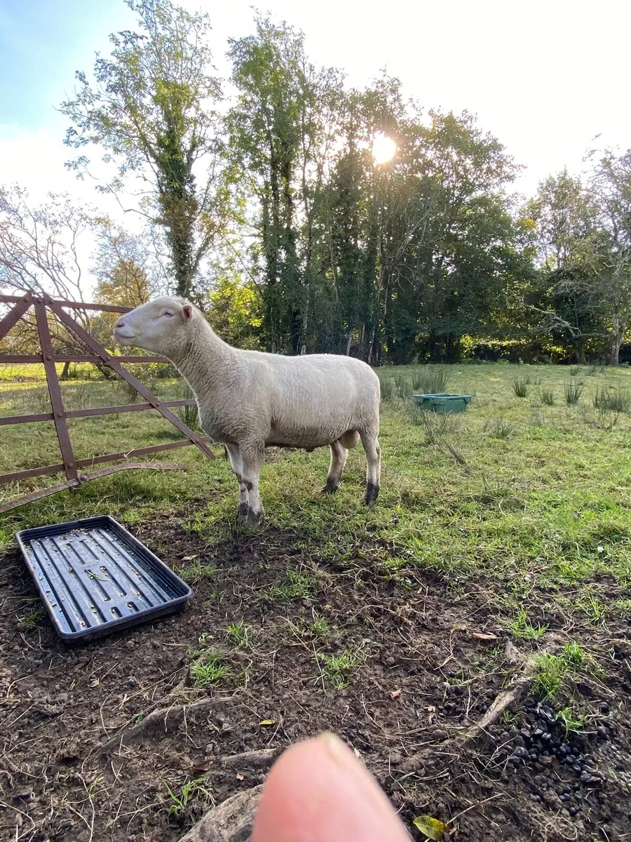 Dorset Ram - Image 1