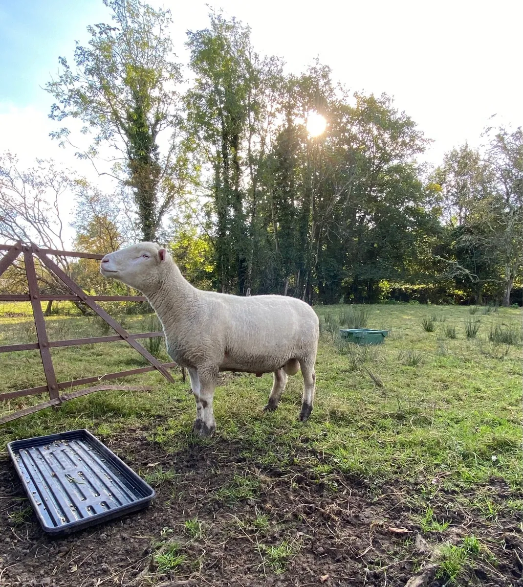 Dorset Ram - Image 2