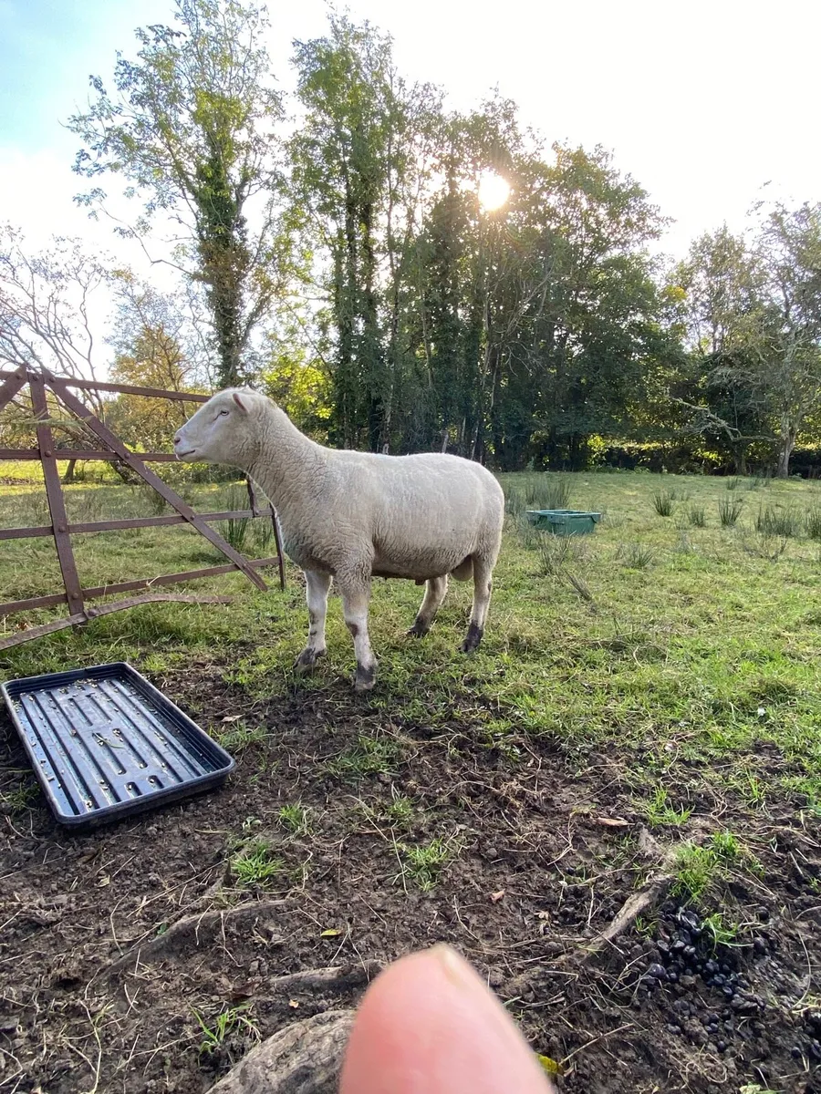 Dorset Ram - Image 3