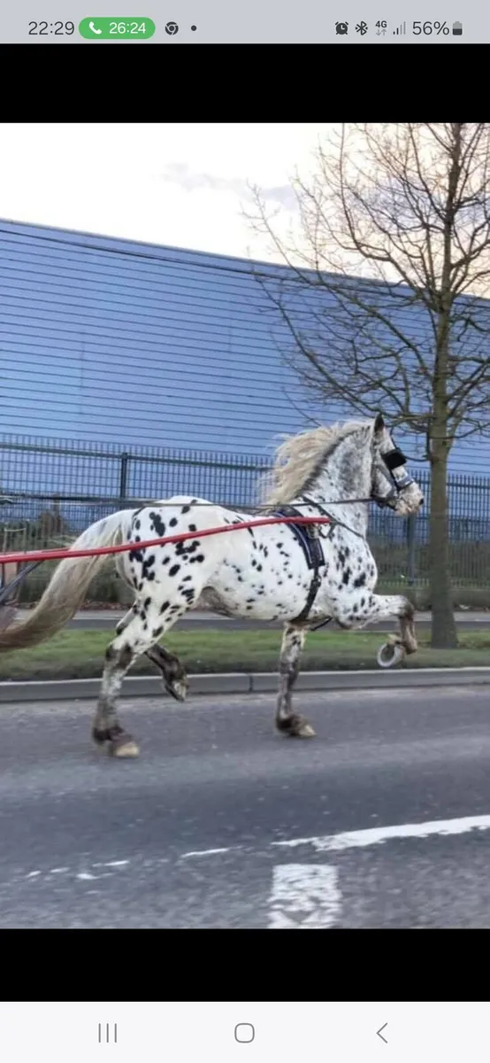 Pony - Image 2