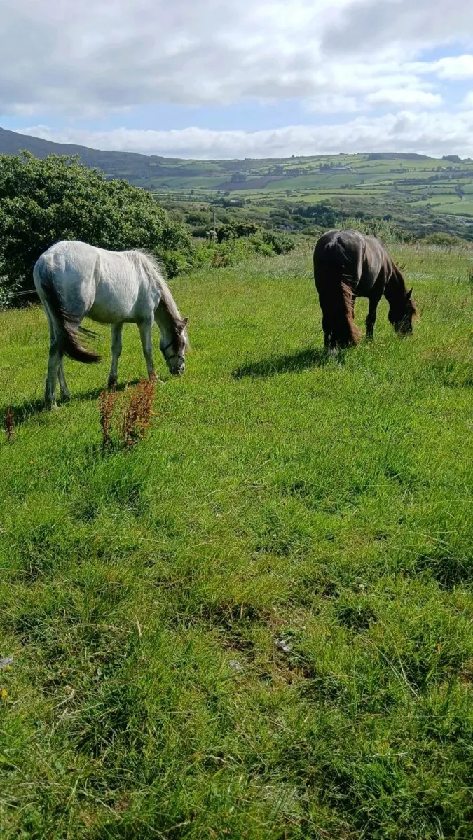 Pony - Image 3