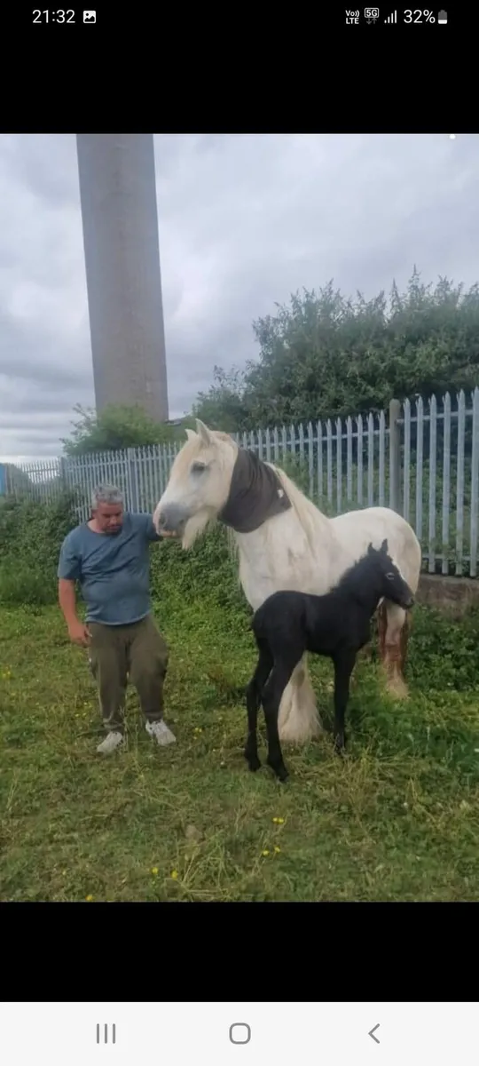 Pony - Image 4