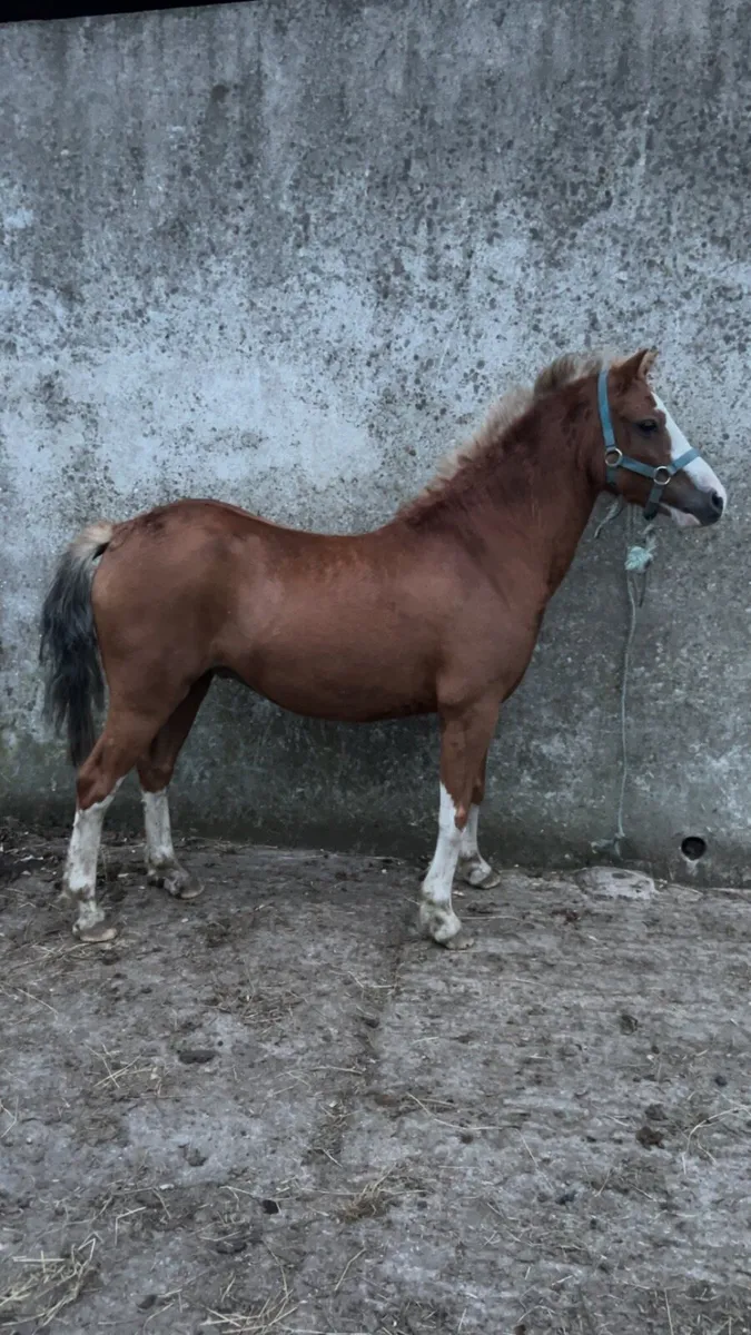 Welsh pony’s - Image 1