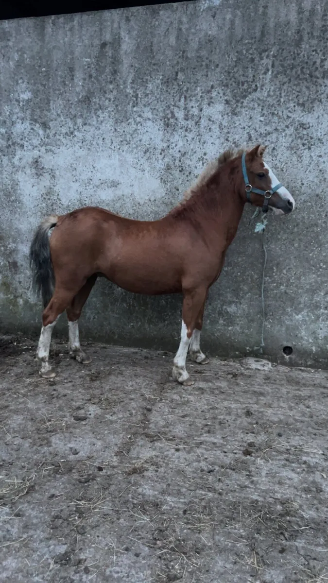 Welsh pony’s - Image 2