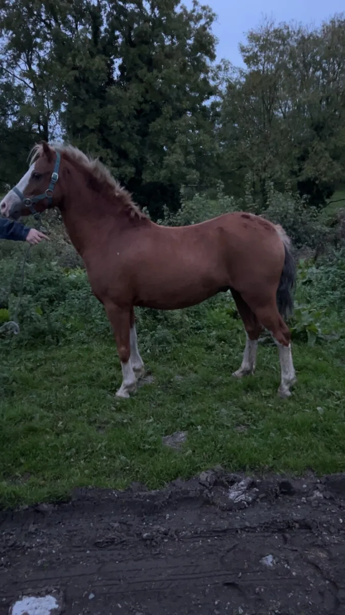Welsh pony’s - Image 3
