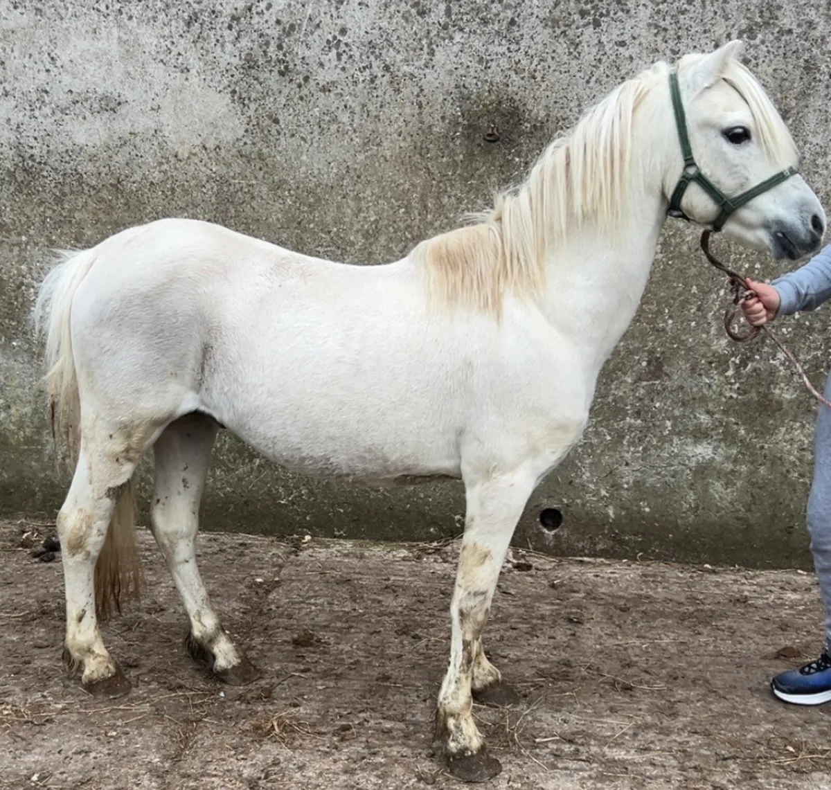 Welsh pony’s - Image 4