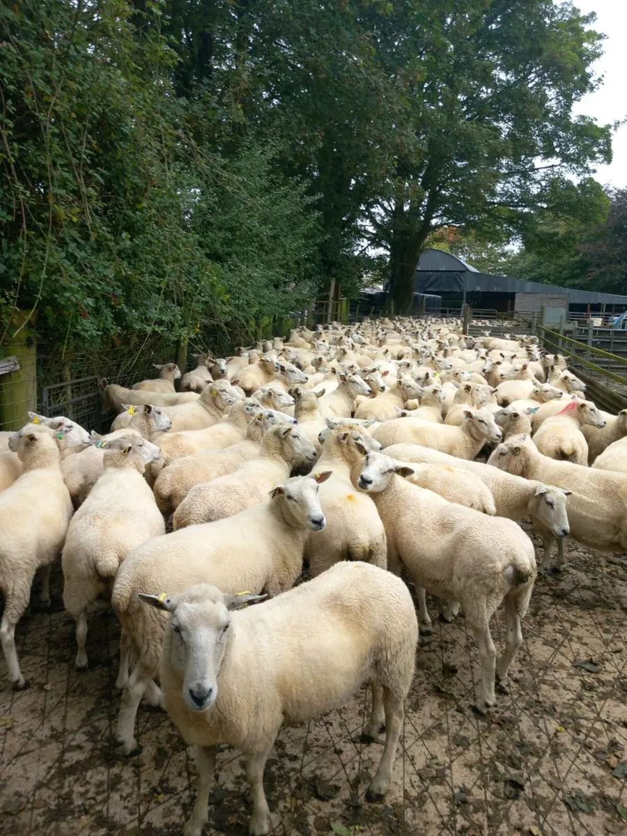Tefrom Rams for Sale, New Zealand Maternal sheep - Image 1