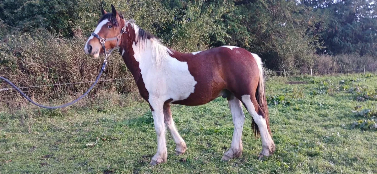 Horse - Image 2