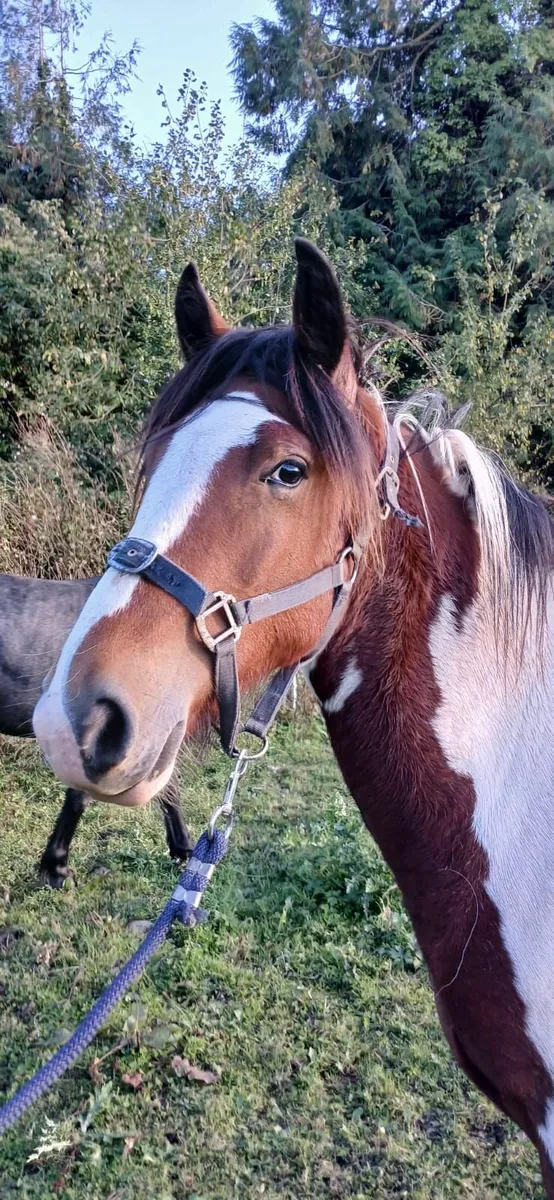 Horse - Image 3