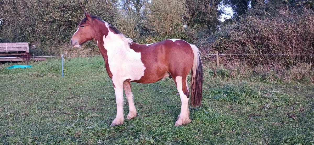 Horse - Image 4