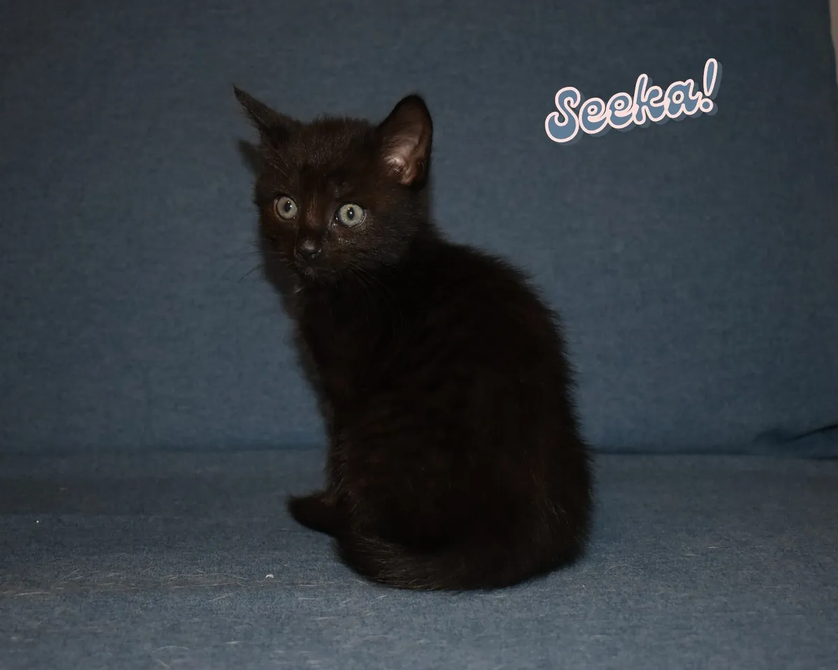🐾✨ Adorable Kittens Ready for Their Forever Homes - Image 4