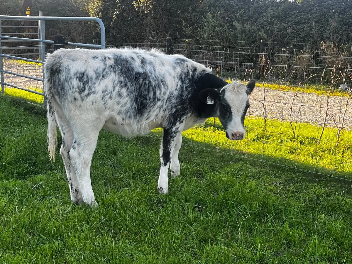 Four nice runner Weanlings - Image 2