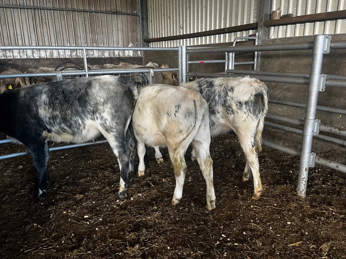 Four nice runner Weanlings - Image 4