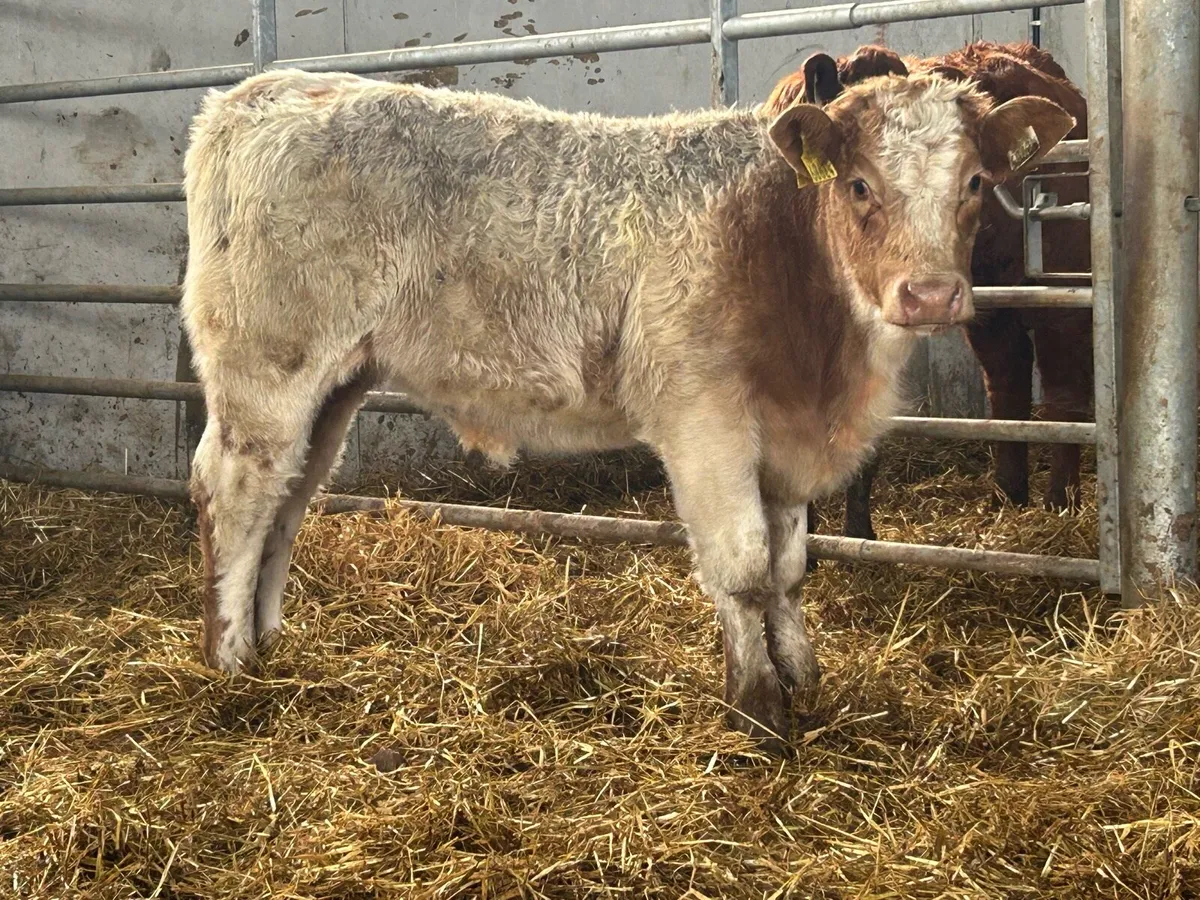 3 smashing suckler breed charlois heifers - Image 1