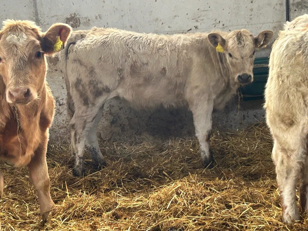 3 smashing suckler breed charlois heifers - Image 2