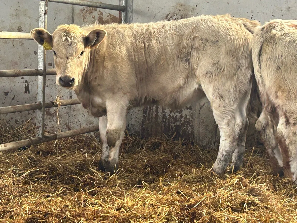 3 smashing suckler breed charlois heifers - Image 3