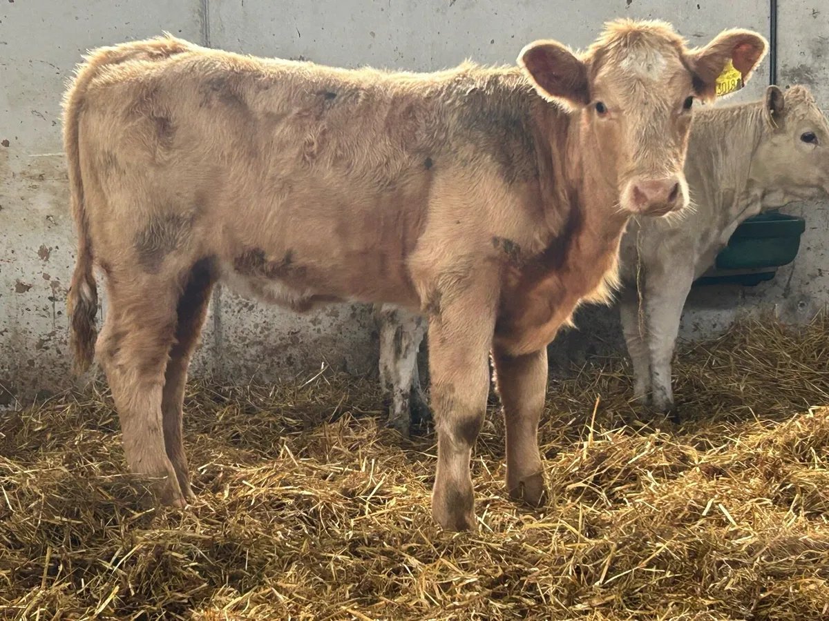 3 smashing suckler breed charlois heifers - Image 4
