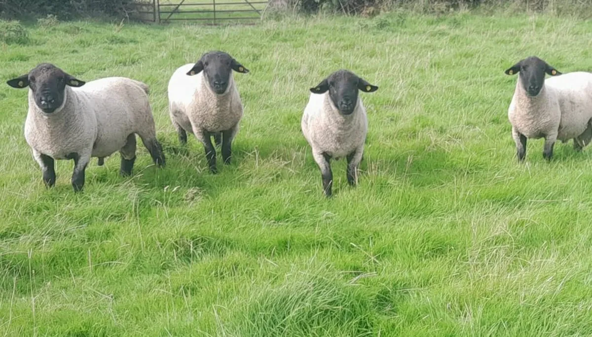 Suffolk Rams 🐏  🐏  🐏 - Image 3