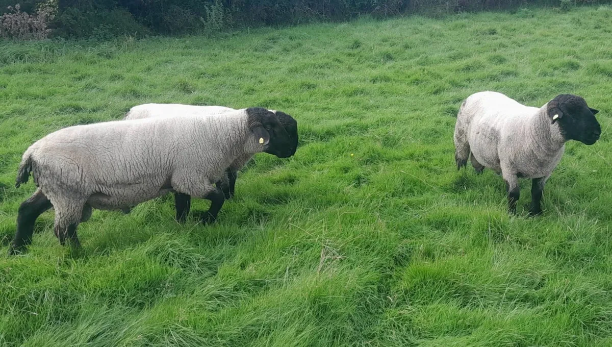 Suffolk Rams 🐏  🐏  🐏 - Image 4