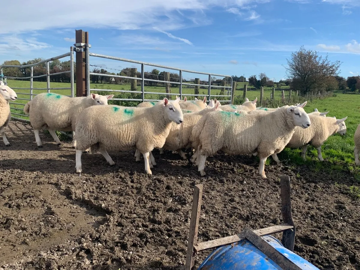 PBNR North County Cheviot Ram lambs. - Image 1