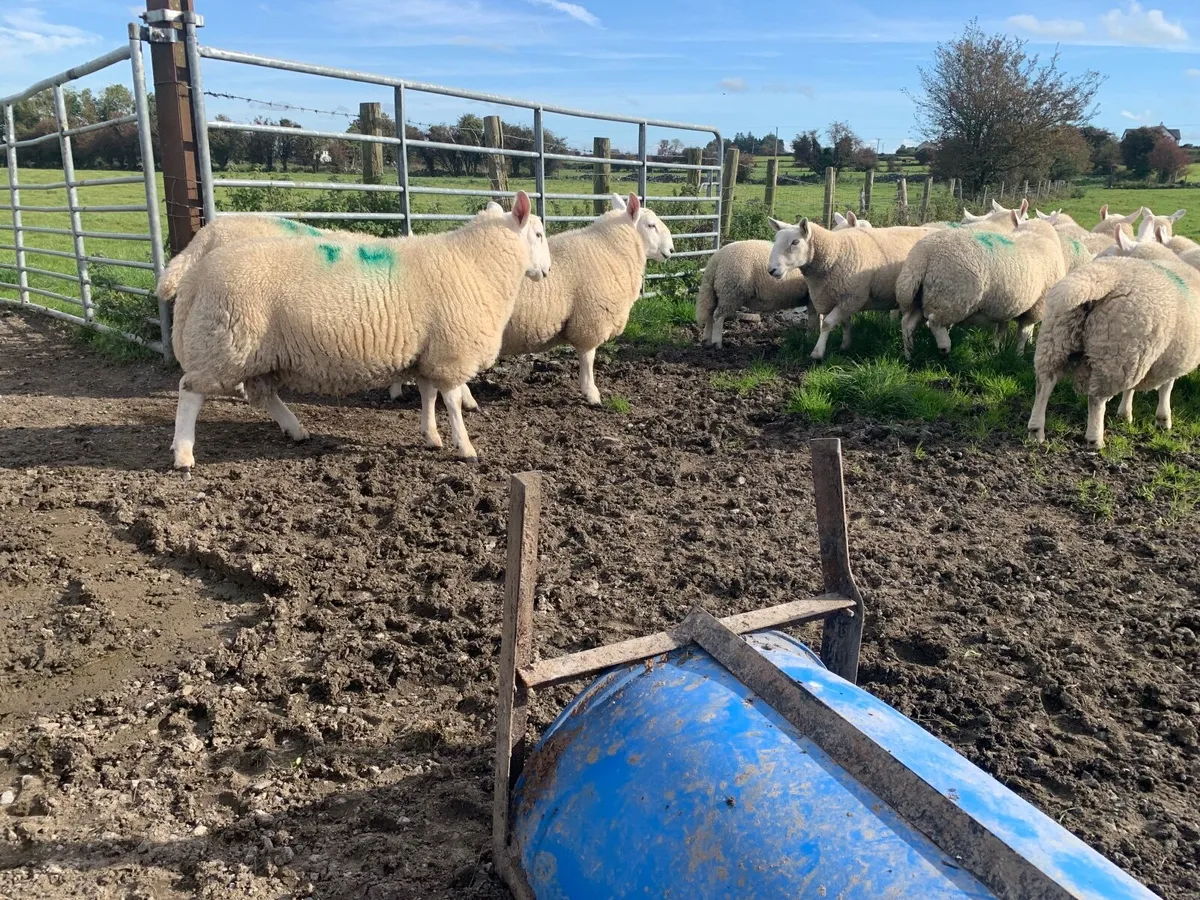 PBNR North County Cheviot Ram lambs. - Image 2