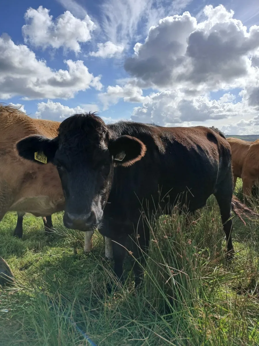 Incalf  heifers - Image 3