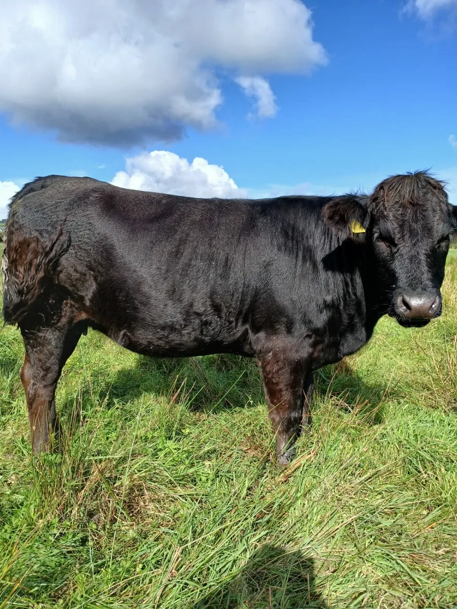 Incalf  heifers - Image 4